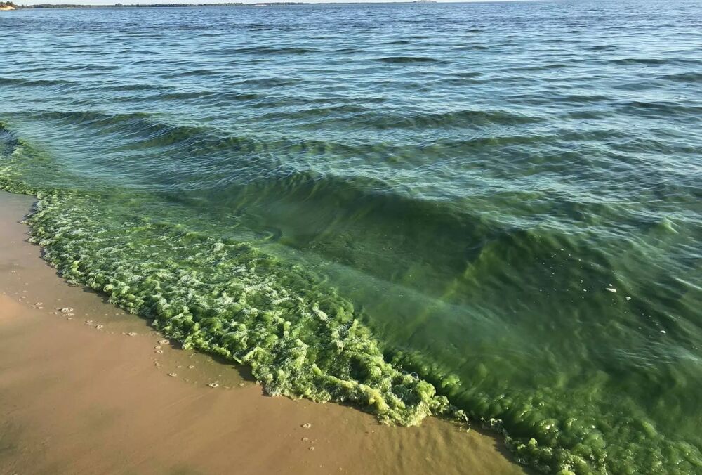 В Одессе ”цветет” море: опасно ли это
