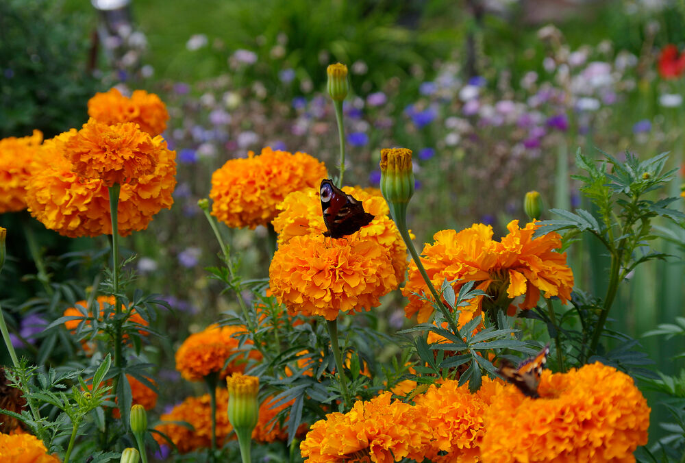 Прогноз синоптиков: погода в Украине 10 июня