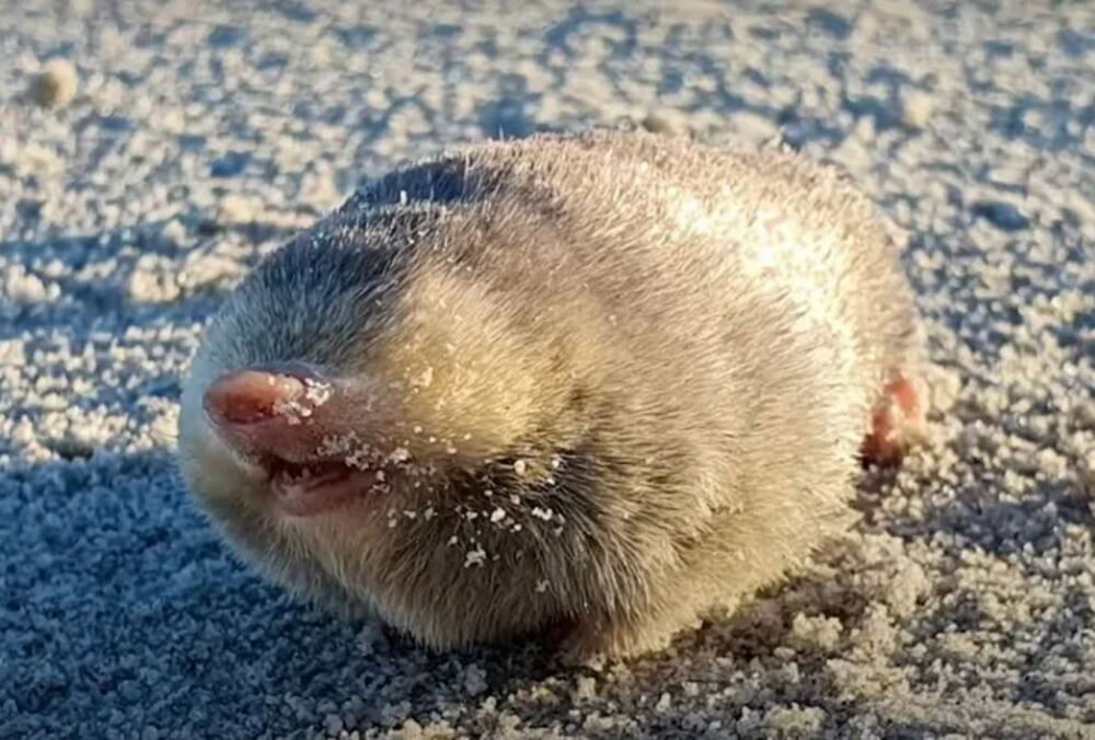 Ученые нашли крота, которого считали вымершим почти 90 лет
