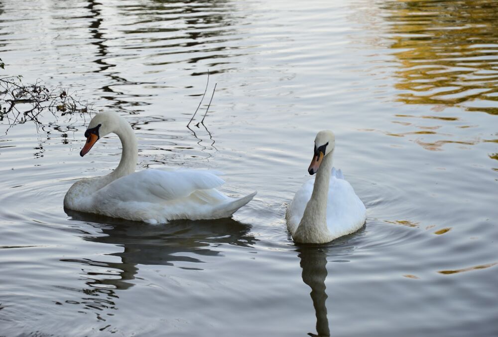 На Буковине у лебедей обнаружили птичий грипп