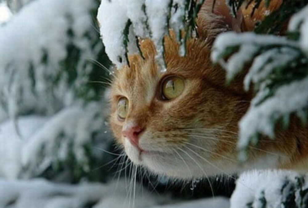 Прогноз погоди: в Україні знову похолодало