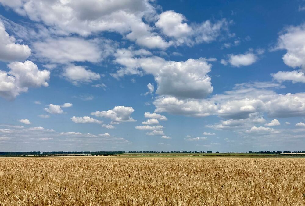 В МИД Украины заявили, что Россия на 99,9% выйдет из зерновой сделки