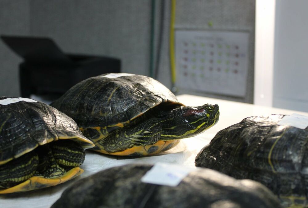 В киевском озере из-подо льда спасли десятки черепах - ВИДЕО 