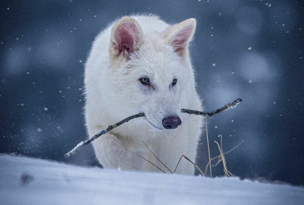Автор ”Гри престолів” Джордж Мартін зустрівся з ”лютововком”, якого відродили вчені