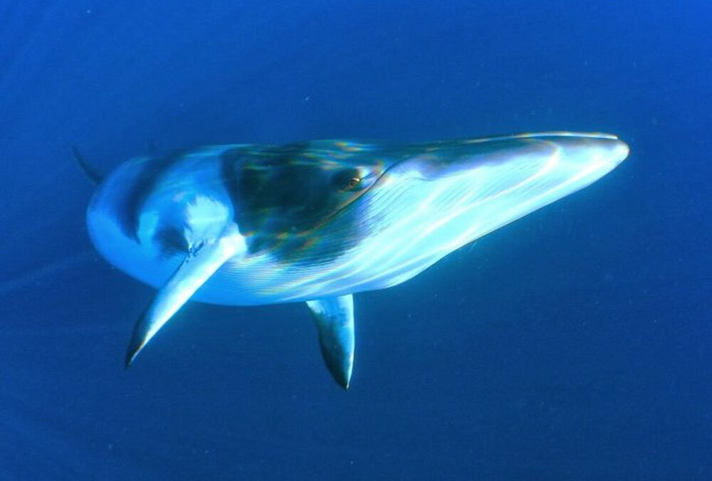 Вчені станції Вернадського показали унікальні зйомки кита