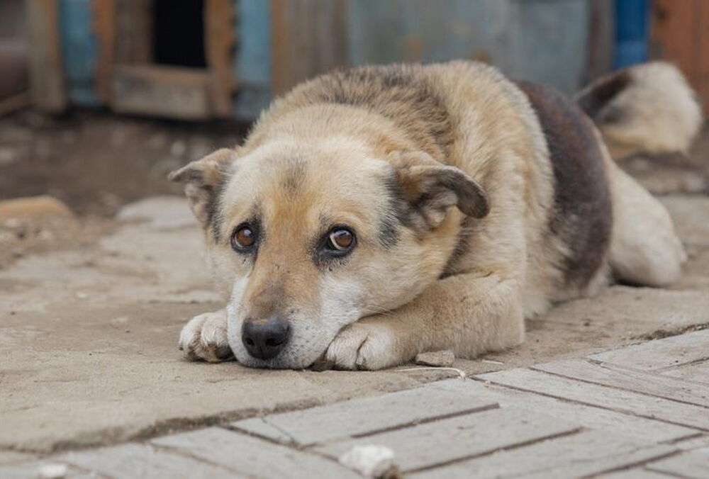 В Україні майже в 4 рази зросла кількість справ щодо жорстокого поводження з тваринами