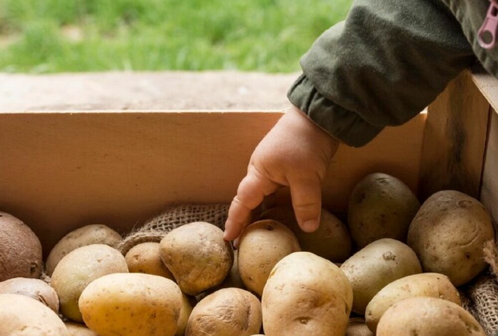 Ціни на картоплю б'ють рекорди