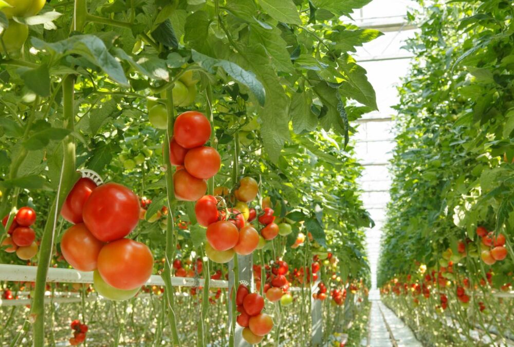В Україні почали дорожчати помідори: експерти назвали причину