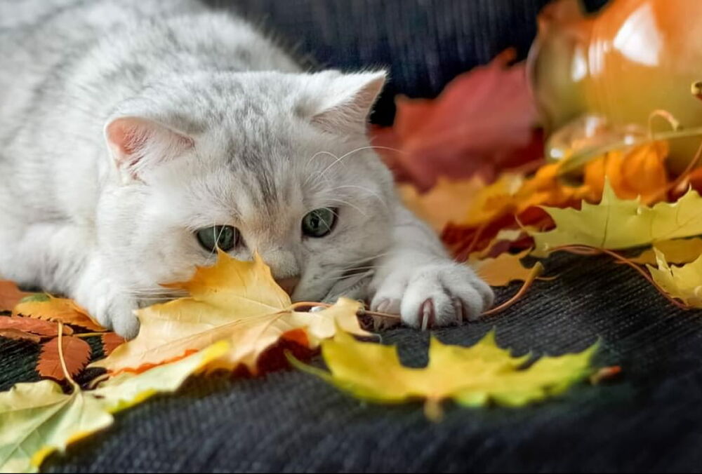 В Украине потеплеет: прогноз погоды на четверг В Украине потеплеет: прогноз погоды на четверг