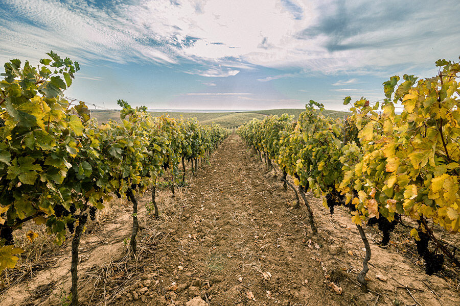 В Минагрополитики хотят отменить акцизные марки для вина. Поддержка отрасли виноделия