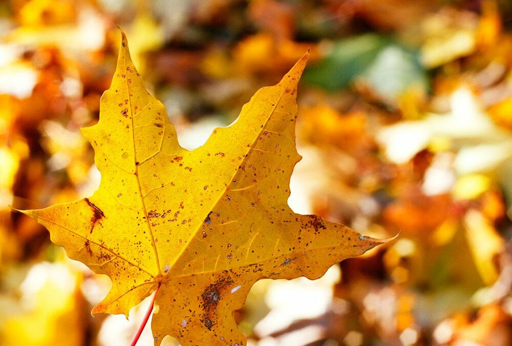 В Украину ворвется 30-градусное тепло