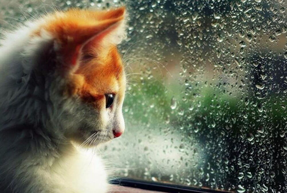 Погода в Украине: неделя начнется с дождя и снега