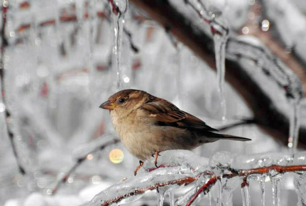 Погода в Україні: холоди посилюються