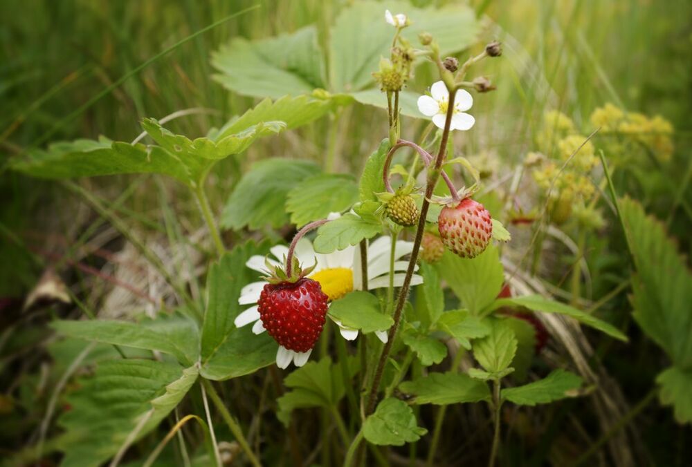 Градус підвищується: прогноз погоди в Україні