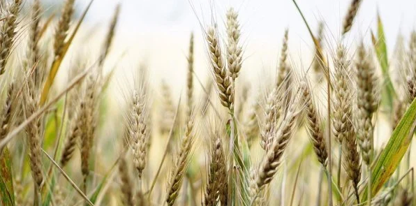 В ООН призвали не покупать похищенное у Украины зерно