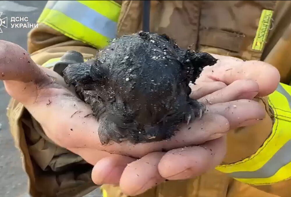 У Харкові з-під завалів на місці удару дістали крихітного кошеня: відео