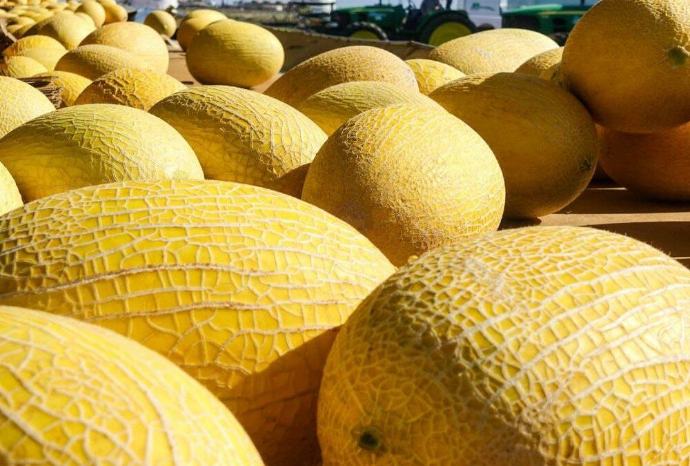 Вся правда про дині: користь і протипоказання