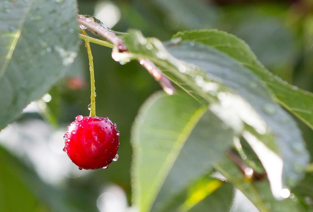Прогноз погоди в Україні: синоптики обіцяють грози