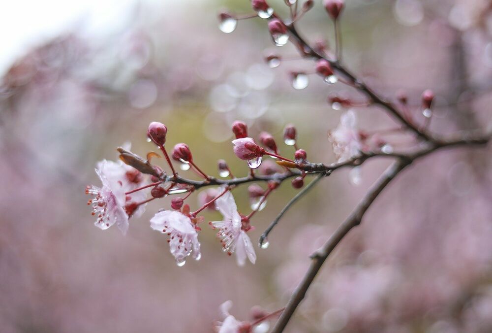 В Україні різко потеплішає до 15 градусів, але не скрізь