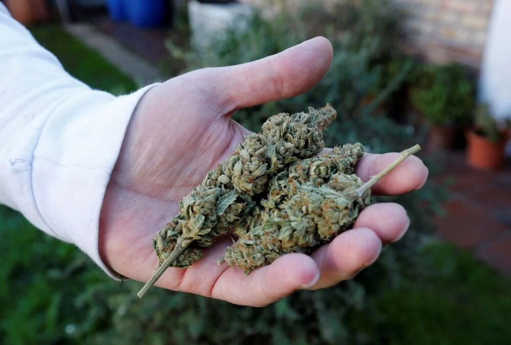 Нардеп: у листопаді Рада приміряє закон про легалізацію медичного канабісу