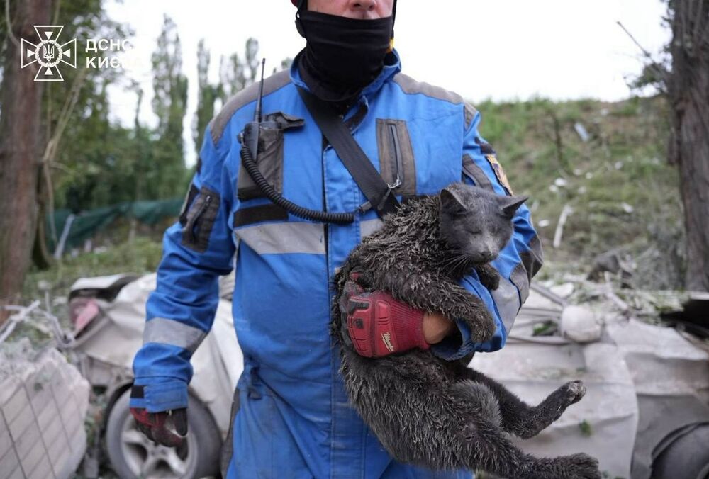 Коты, кролик, попугай и собака: в Киеве спасатели помимо людей вытаскивали из-под завалов животных