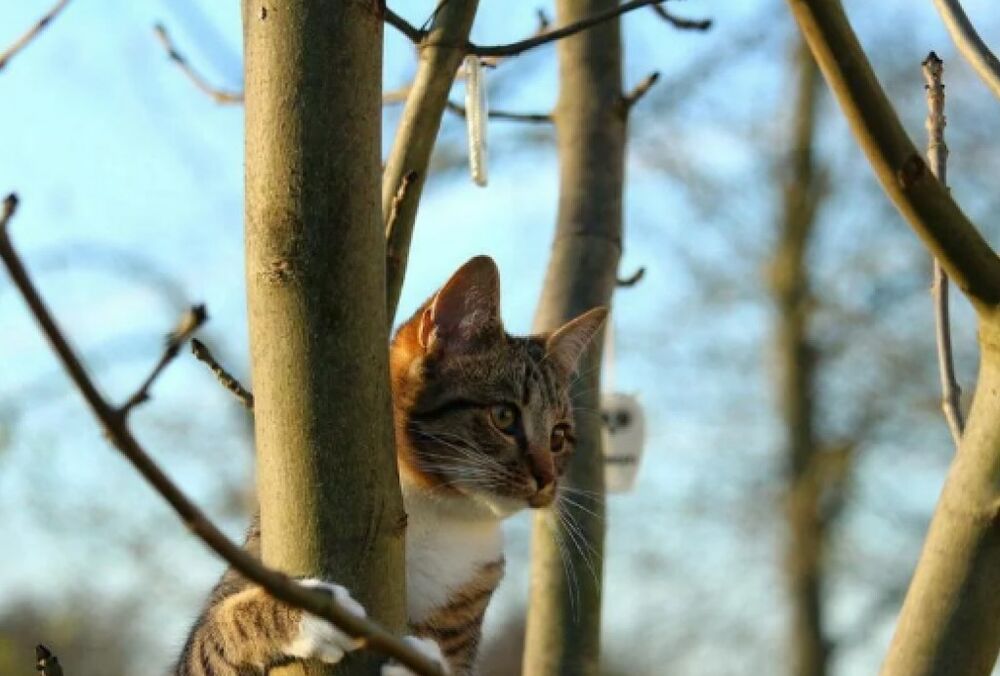 Дочекалися: в Україну прийшло потепління