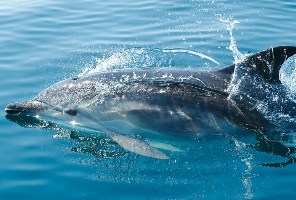 Ученые установили, что дельфины могут чувствовать электрическое поле