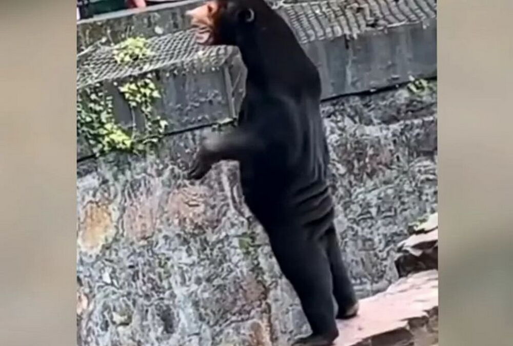 Медведя в китайском зоопарке приняли за человека в костюме