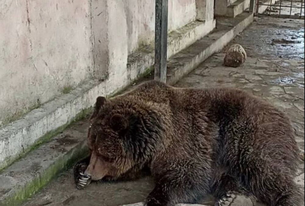 В окупованій Євпаторії згорів зоопарк: сотні тварин загинули (відео)