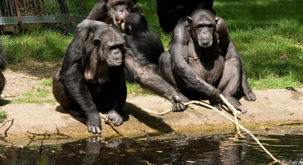 В зоопарке Таллина шимпанзе не дождался людей и начал убирать в вольере сам, - ВИДЕО В зоопарке Таллина шимпанзе не дождался людей и начал убирать в вольере сам, - ВИДЕО