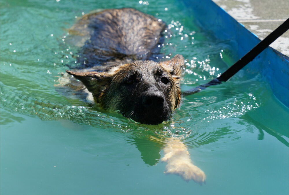 У ДСНС показали, як тренують собак-рятувальників у воді