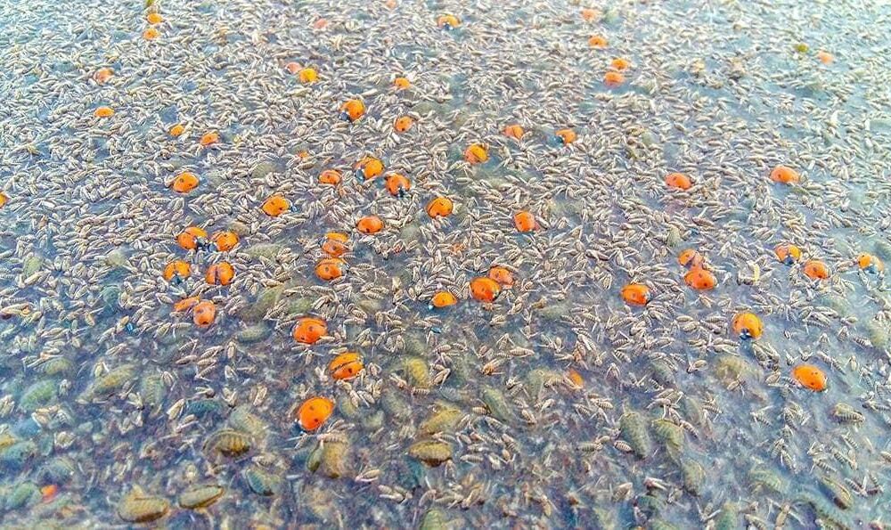 На Одесчине массово гибнут божьи коровки
