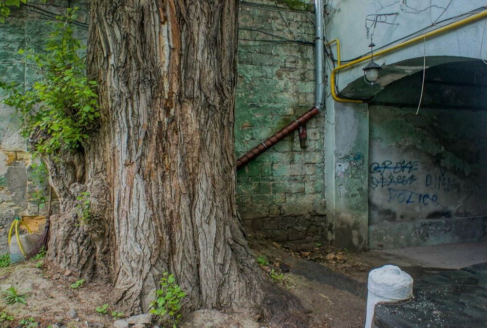 В Одессе коммунальщики разрушили ботанический памятник (ФОТО)