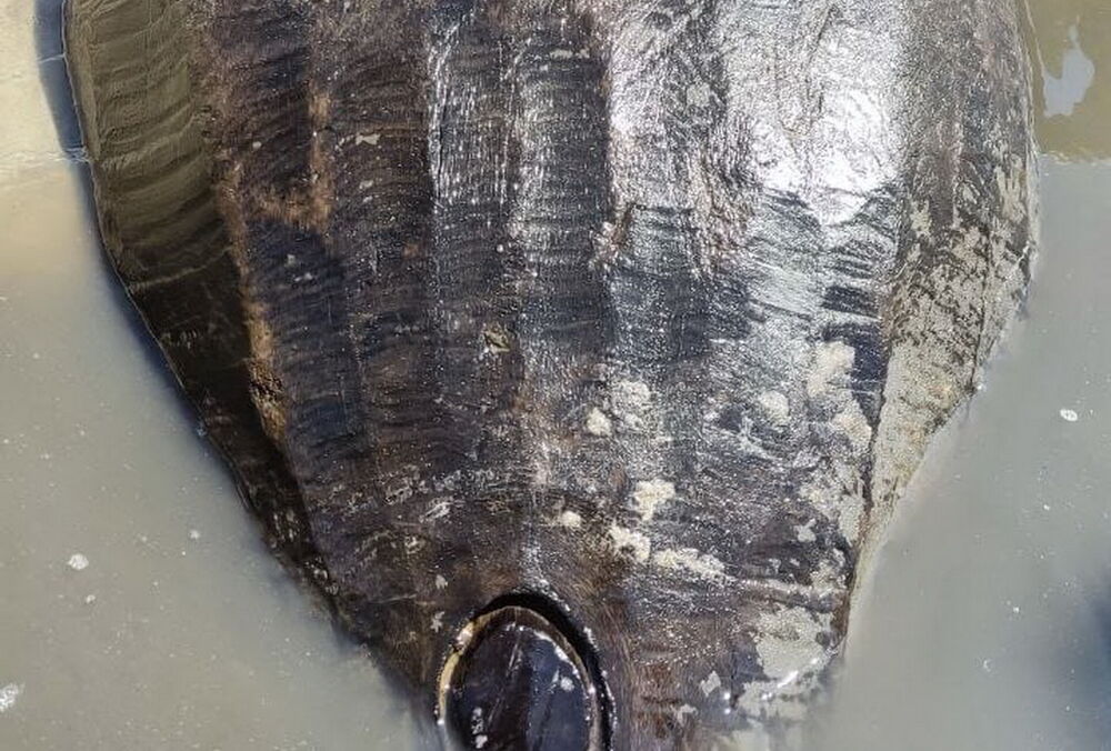 На Хортиці знайшли човен-однодеревку, якому може бути 500 років: фото, відео