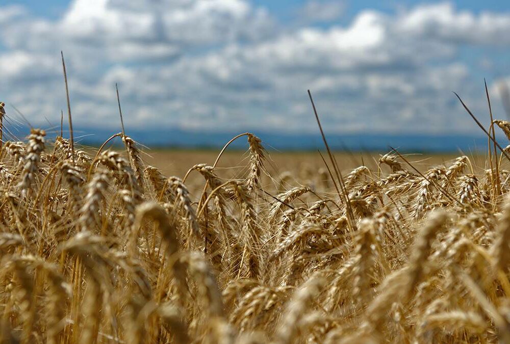 У світі 40 мільйонів людей страждають від голоду через російське вторгнення в Україну