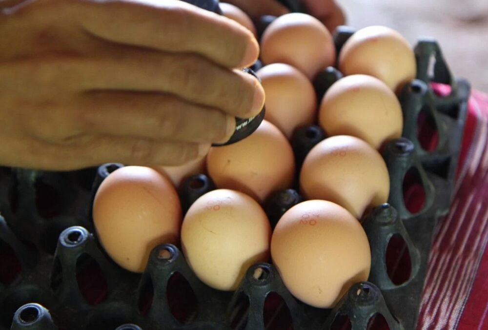 В Минагрополитики назвали две причины стремительного роста цен на яйца 