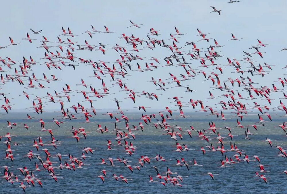 В Одесскую область прилетела тысяча розовых фламинго: фото