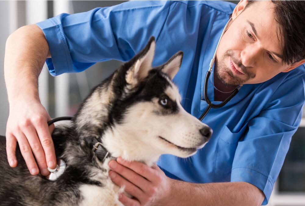 8 серпня 2021 року відзначаємо День працівників ветеринарної медицини