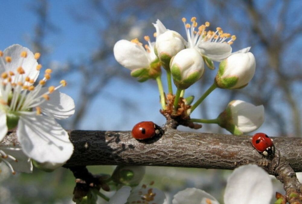 Не виключені заморозки: синоптик розповіла, якою буде погода в квітні