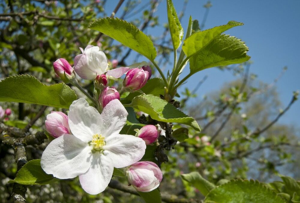 Майские праздники: сколько будут отдыхать украинцы