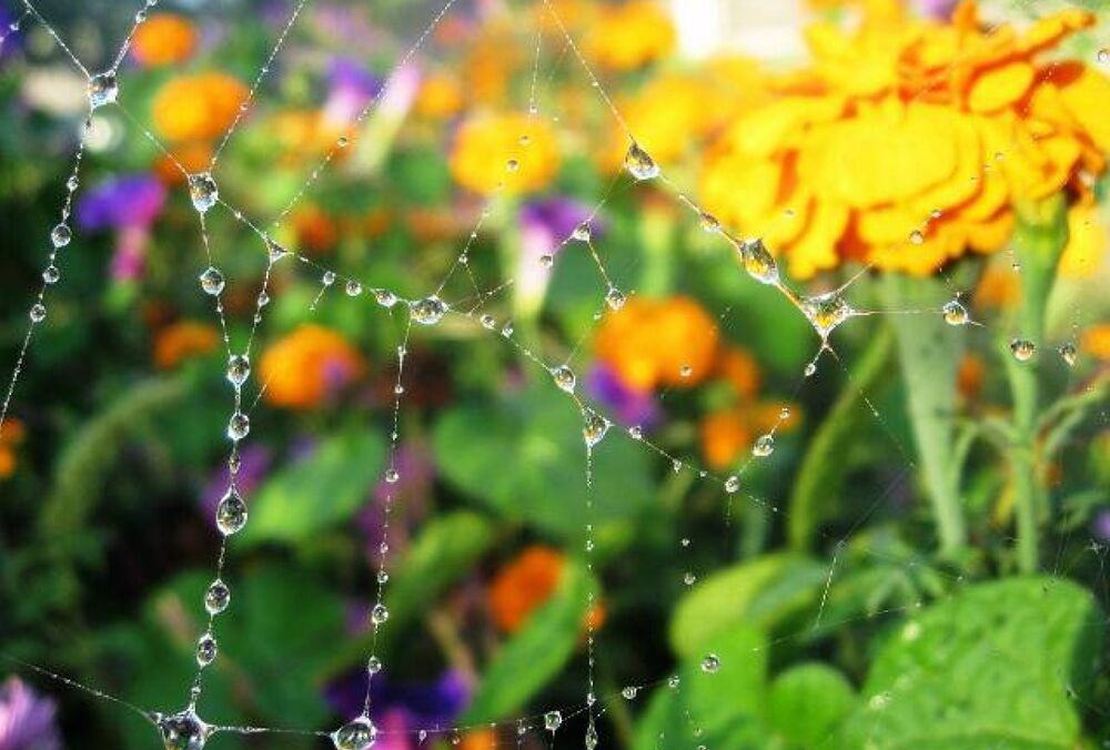 Погода в Украине: где сегодня пройдут дожди Погода в Украине: где сегодня пройдут дожди