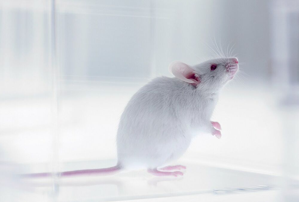 У Великій Британії дозволили тестувати косметику на тваринах