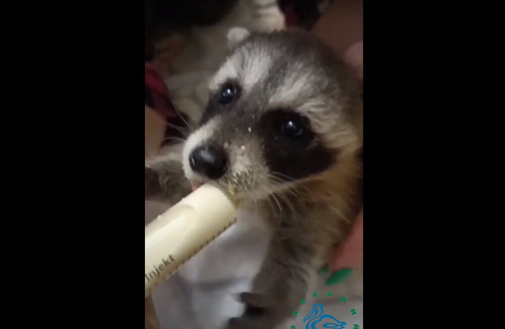 В Одессе сотрудница зоопарка ”усыновила” енота, от которого отказалась мать: видео