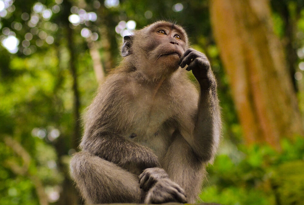 Віспа мавп: стало відомо про черговий летальний випадок у Європі