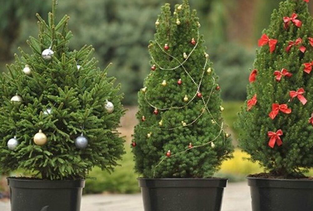 В Гослесагентстве рассказали, как правильно выбрать новогоднюю елку и ухаживать за ней В Гослесагентстве рассказали, как правильно выбрать новогоднюю елку и ухаживать за ней