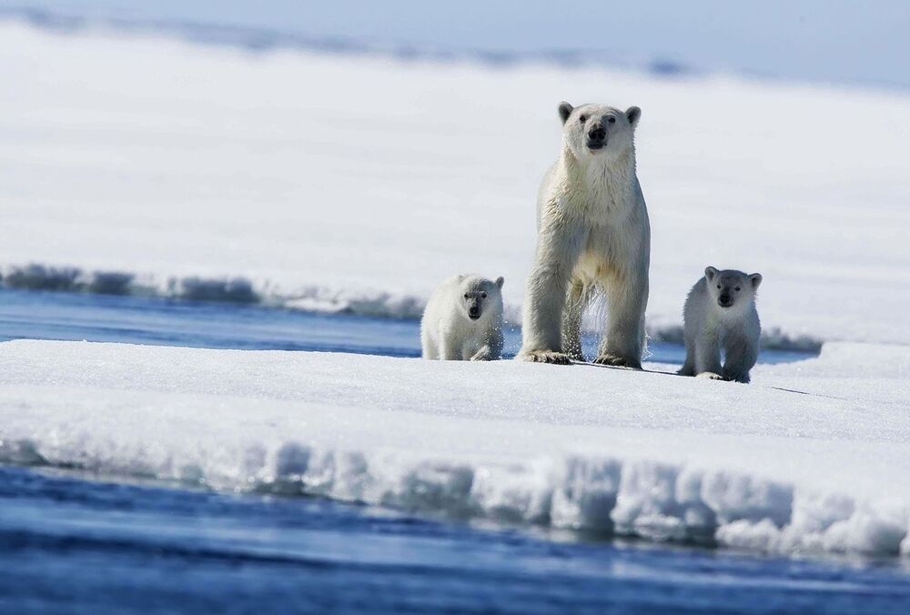 Вже не зупинити: температура на Північному полюсі росте рекордними темпами