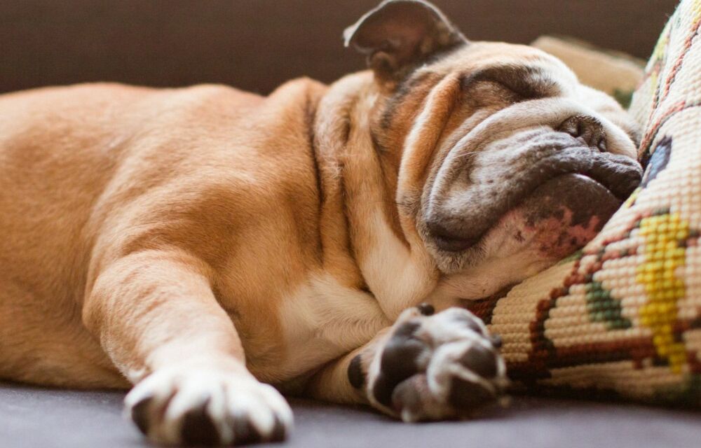 Повышаем продуктивность: лучшие способы справиться с ленью