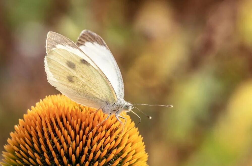 Синоптик дала прогноз погоди в Україні до кінця липня
