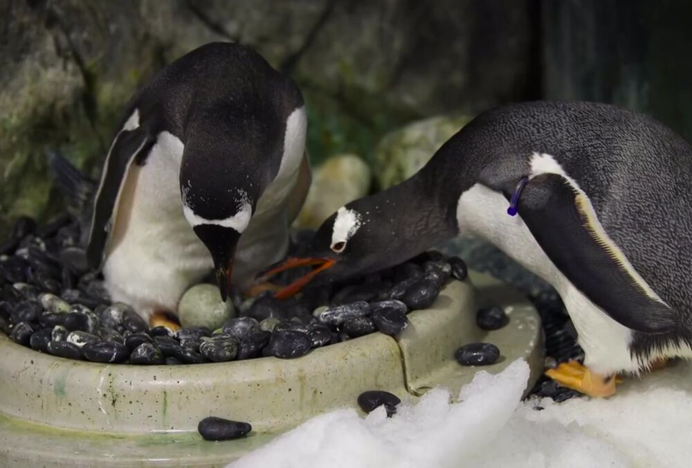 Пінгвіни-геї із зоопарку Сіднея вдруге стали батьками