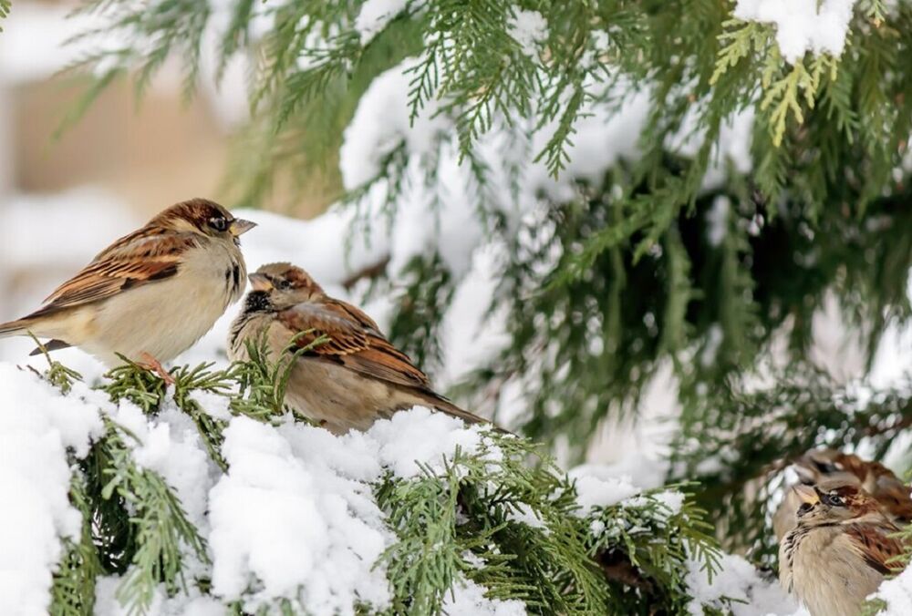 Українців попередили про суттєве погіршення погоди та похолодання